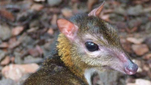 Myszojeleń Arnold to nowy mieszkaniec warszawskiego zoo