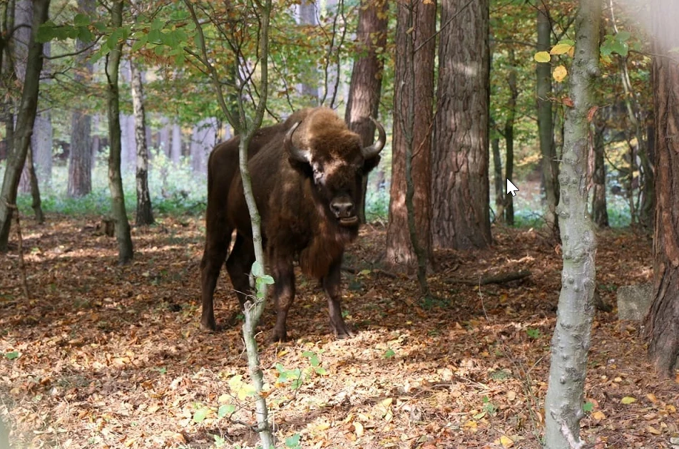 Żubry w gdańskim zoo Żubry w gdańskim zoo