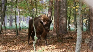 Żubry w gdańskim zoo
