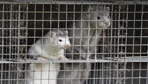 Naukowcy wciąż badają, w jaki sposób norki zostały zakażone i czy mogą przenosić wirusa na ludzi