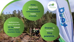 Teva sadzi ponad 100 tys. drzew na rzecz czystszego powietrza