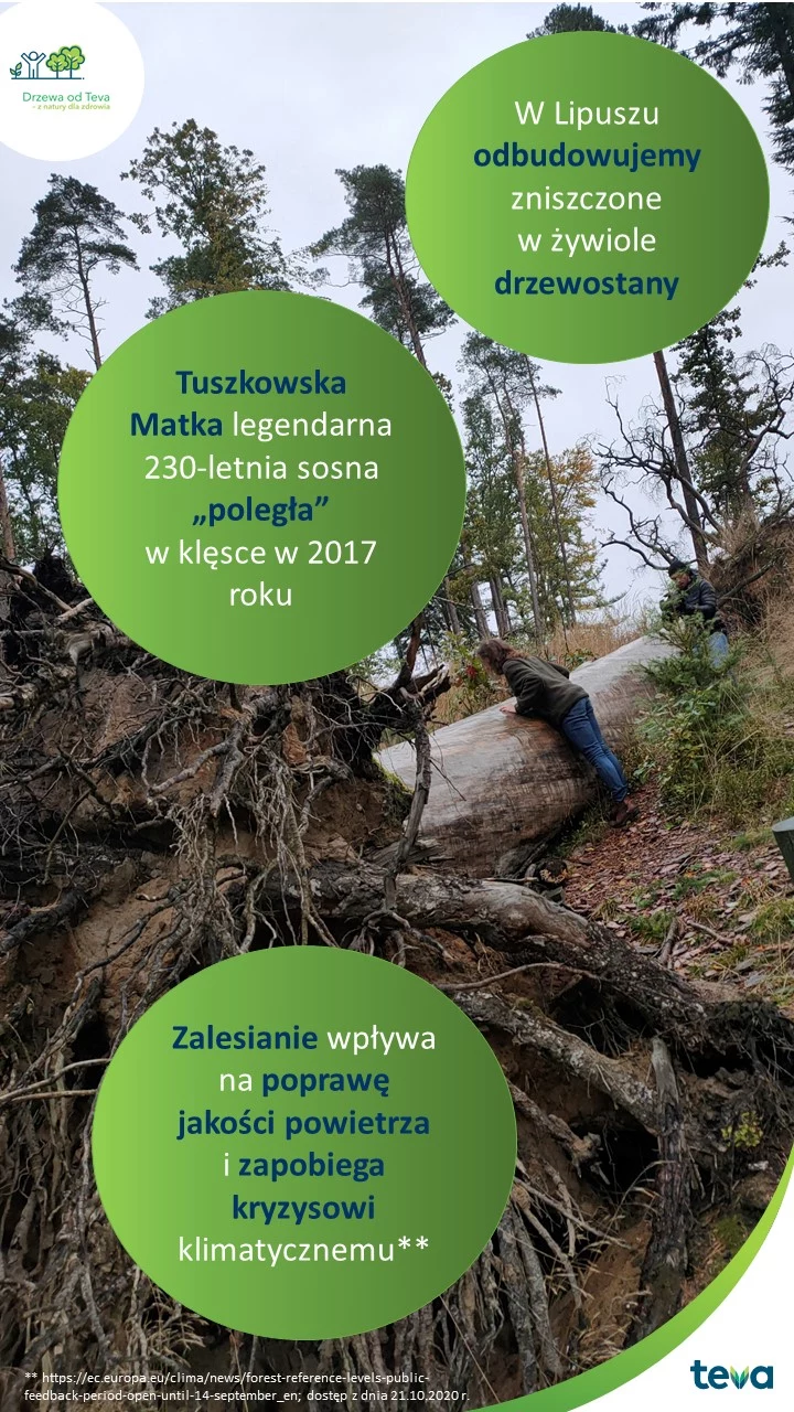 Zalesianie wpływa nie tylko na lokalny ekosystem, ale także na jakość powietrza Zalesianie wpływa nie tylko na lokalny ekosystem, ale także na jakość powietrza