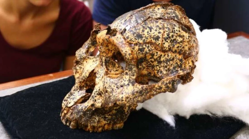 Czaszka Paranthropus robustus, jednego z kuzynów człowieka