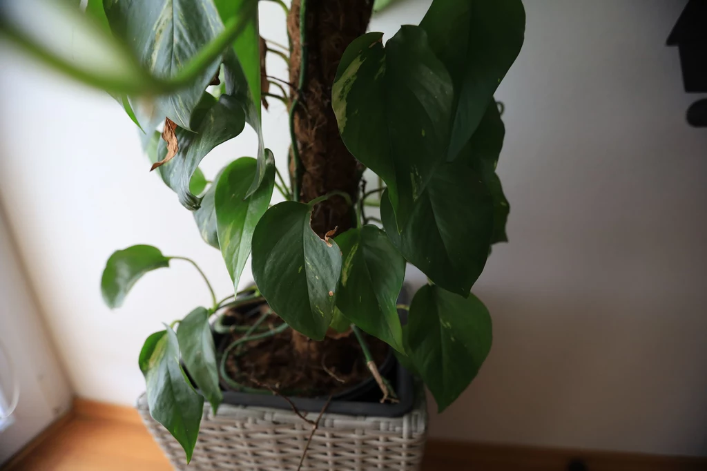 Filodendron rośnie w tropikalnych lasach Ameryki Południowej jako pnącze, krzew, a nawet małe drzewo z korzeniami powietrznymi. Ma skórzaste, zielone lub czerwonawe liście. Poza tym, że jest mało wymagający i odnajdzie się niemal w każdym pomieszczeniu, świetnie też oczyszcza powietrze z toksyn. Filodendron rośnie w tropikalnych lasach Ameryki Południowej jako pnącze, krzew, a nawet małe drzewo z korzeniami powietrznymi. Ma skórzaste, zielone lub czerwonawe liście. Poza tym, że jest mało wymagający i odnajdzie się niemal w każdym pomieszczeniu, świetnie też oczyszcza powietrze z toksyn.