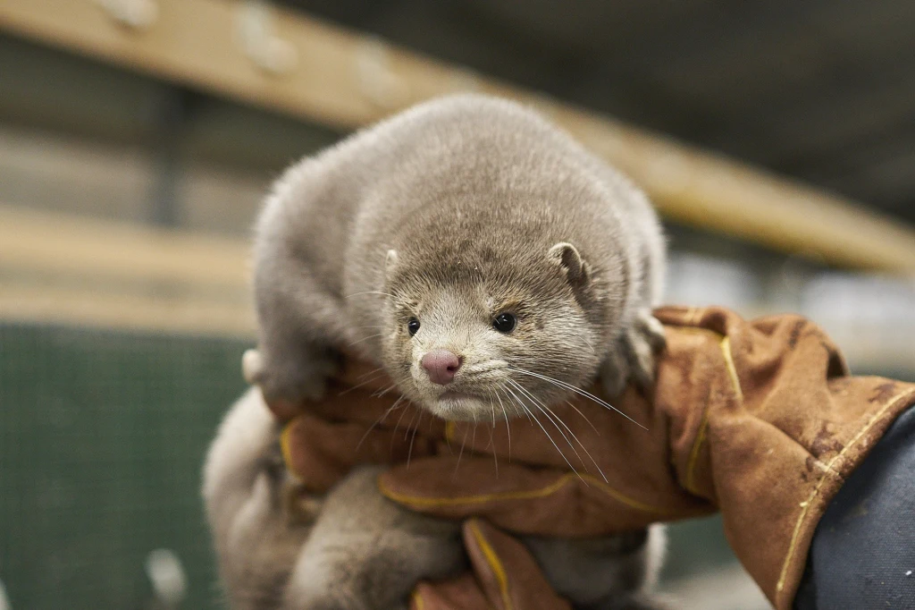 Fermy norek mogą być "fabrykami" mutantów koronawirusa