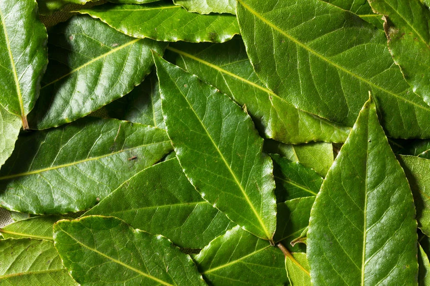 Liście laurowe – właściwości lecznicze Już medycyna ludowa znała ich lecznicze właściwości. Dziś do korzystania z liści, owoców i oleju z owoców wawrzynu szlachetnego zachęcają zwolennicy ziołolecznictwa. Liście i owoce usprawniają procesy metaboliczne, dlatego tak często wykorzystywane są do doprawiania ciężkostrawnych dań mięsnych. Liście zmniejszają też ryzyko rozwoju cukrzycy i chorób kardiologicznych. Liście laurowe – właściwości lecznicze Już medycyna ludowa znała ich lecznicze właściwości. Dziś do korzystania z liści, owoców i oleju z owoców wawrzynu szlachetnego zachęcają zwolennicy ziołolecznictwa. Liście i owoce usprawniają procesy metaboliczne, dlatego tak często wykorzystywane są do doprawiania ciężkostrawnych dań mięsnych. Liście zmniejszają też ryzyko rozwoju cukrzycy i chorób kardiologicznych.