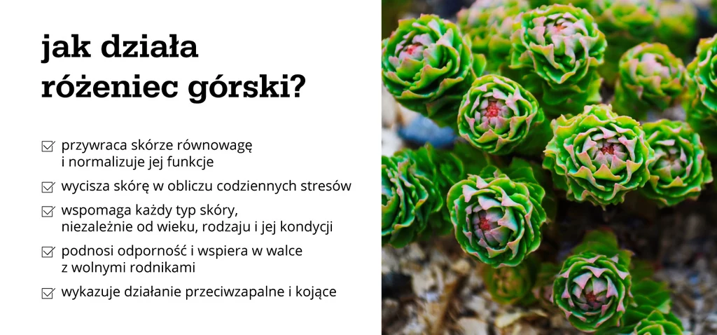 Jak działa różeniec górski – infografika 