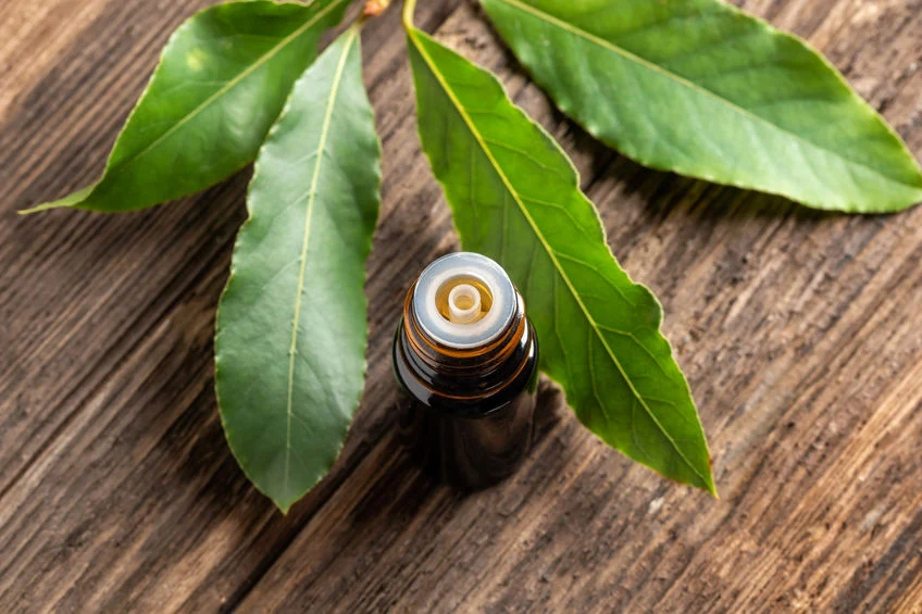 Olejek laurowy Olejek laurowy jest z kolei rekomendowany do stosowania zewnętrznego w dolegliwościach reumatycznych. Ma też korzystny wpływ na kondycję skóry. Zalecany przy trądziku, stanach zapalnych i trudno gojących się ranach. Powinny po niego sięgnąć osoby z problematyczną skórą głowy i borykające się z nadmiernym wypadaniem włosów. Pomoże pozbyć się łupieżu. Ma działanie stymulujące na mieszki włosowe i porost włosów. Olejek laurowy Olejek laurowy jest z kolei rekomendowany do stosowania zewnętrznego w dolegliwościach reumatycznych. Ma też korzystny wpływ na kondycję skóry. Zalecany przy trądziku, stanach zapalnych i trudno gojących się ranach. Powinny po niego sięgnąć osoby z problematyczną skórą głowy i borykające się z nadmiernym wypadaniem włosów. Pomoże pozbyć się łupieżu. Ma działanie stymulujące na mieszki włosowe i porost włosów.