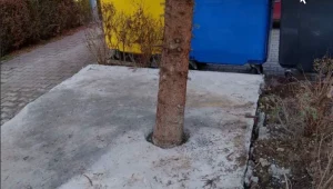 Zabetonowane drzewo na krakowskim osiedlu
