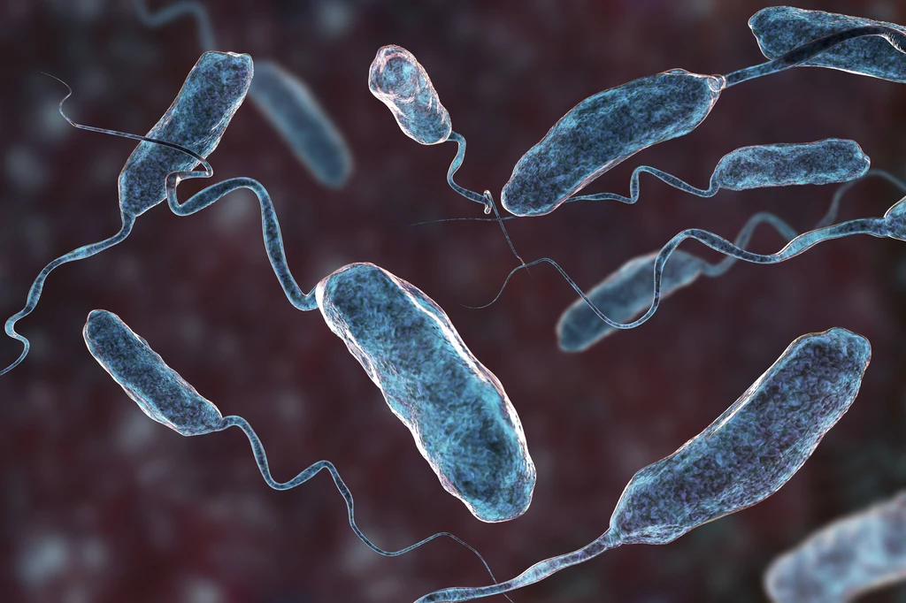 Trójwymiarowa wizualizacja bakterii wywołującej cholerę, spokrewnionej z "mięsożerną" Vibrio vulnificus.