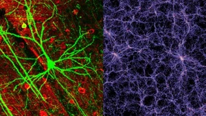 Organizacja Wszechświata i mózgu są do siebie podobne
