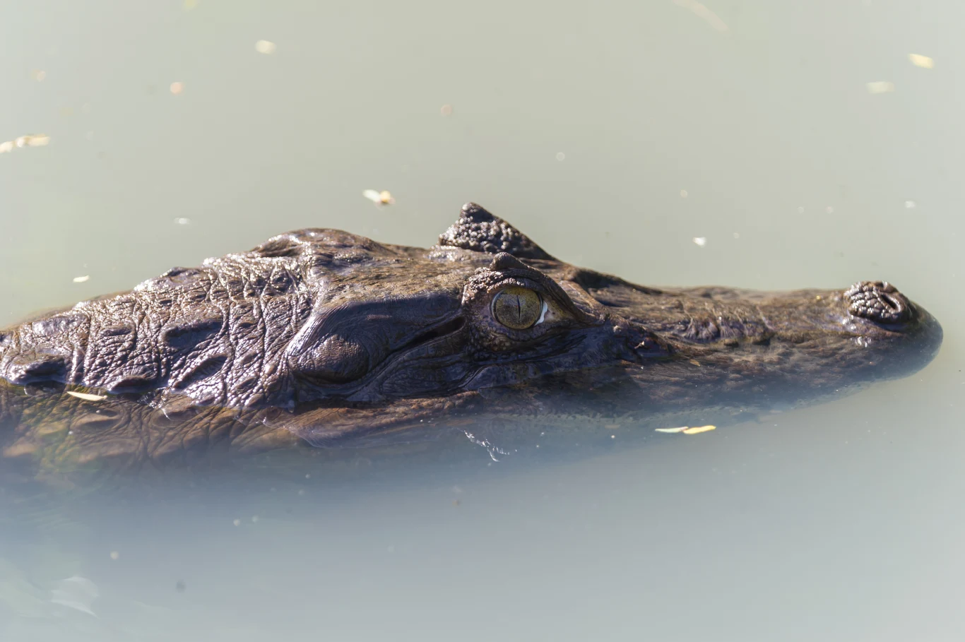 Wcześniej Pantanal nawiedziły wyniszczające pożary. Od lat ekosystem równiny jest także regularnie zanieczyszczany, co widać między innymi po kolorze wody (tam, gdzie jeszcze została).
