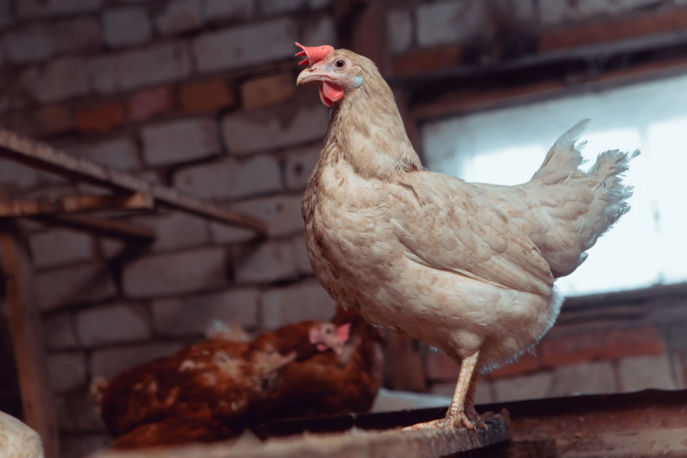 Człowiek udomowił kurę aż siedem tysięcy lat temu 