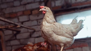 WHO potwierdza: Pierwsza śmiertelna ofiara ptasiej grypy H5N2