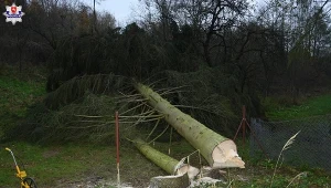 Mężczyzna został przygnieciony przez upadające drzewa