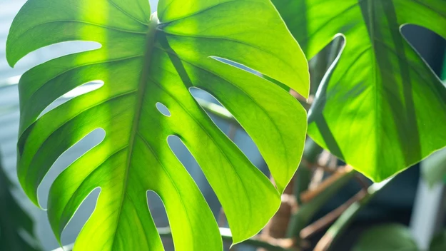 Monstera naturalnie rośnie w lasach tropikalnych. Dla wielbicieli zielonych, doniczkowych roślin, jest jednym z najbardziej pożądanych okazów, głównie za sprawą liści. 

Ażurowe, ogromne blaszki liściowe pięknie prezentują się w domu. Niewiele osób wie, że takie ukształtowanie liści pozwala rosnącej w naturalnym środowisku monsterze na zbieranie jak najwięcej światła oraz wody.