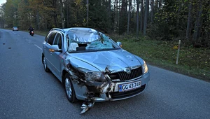 Tak wygląda samochód po zderzeniu z łosiem. Uszkodzenia przodu są niewielkie, najbardziej cierpi kabina