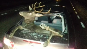 Jeleń odbił się od auta i wpadł do bagażnika przez tylną szybę