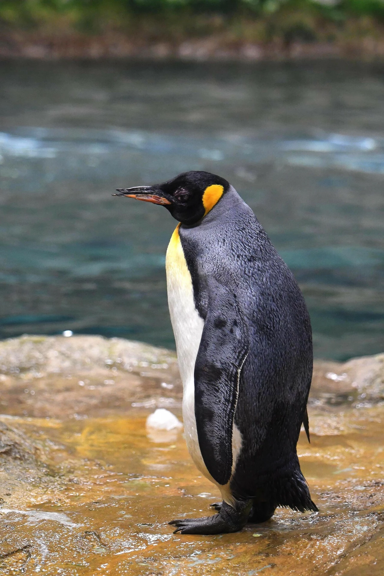 „Babcia”, bo tak nazywano pingwina, mieszkała w Zielonym Zoo Wuppertal. Udało jej się przeżyć około 46 lat, bo dokładny wiek pingwina nie jest znany. Do zoo przybyła w 1975 roku, a jajo, z którego "Babcia" się wykluła, pochodziło z Antarktydy. „Babcia”, bo tak nazywano pingwina, mieszkała w Zielonym Zoo Wuppertal. Udało jej się przeżyć około 46 lat, bo dokładny wiek pingwina nie jest znany. Do zoo przybyła w 1975 roku, a jajo, z którego "Babcia" się wykluła, pochodziło z Antarktydy.