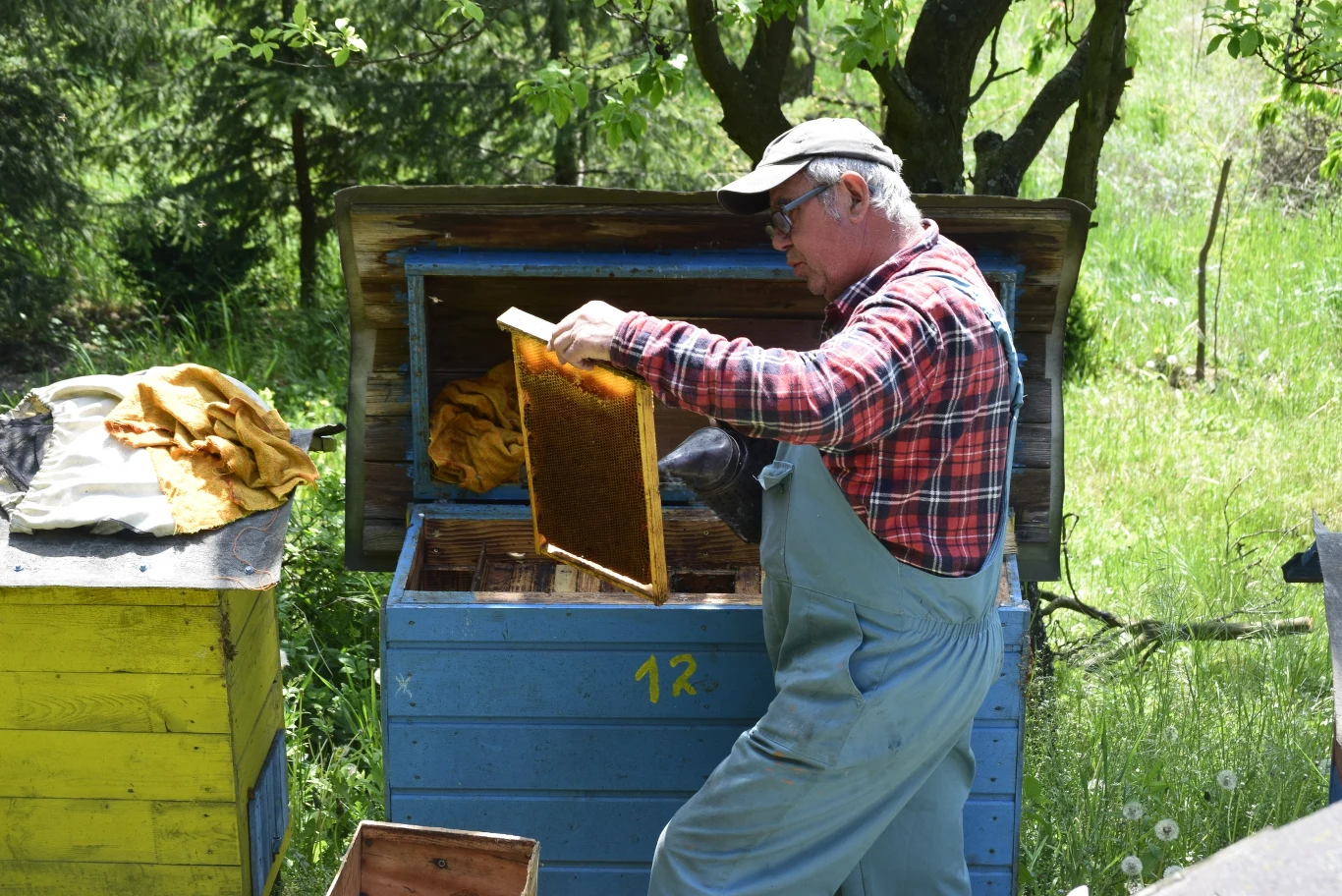 Pan Józef Senderski podczas prac w pasiece Pan Józef Senderski podczas prac w pasiece
