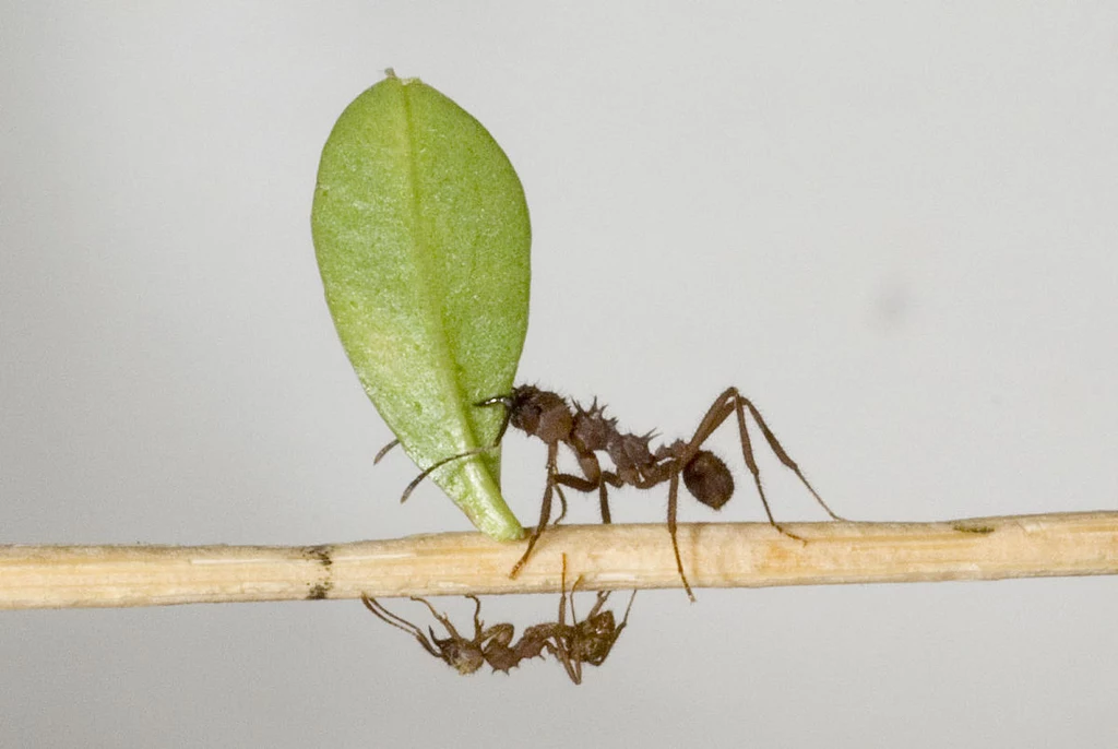 Mrówki Acromyrmex echinatior 