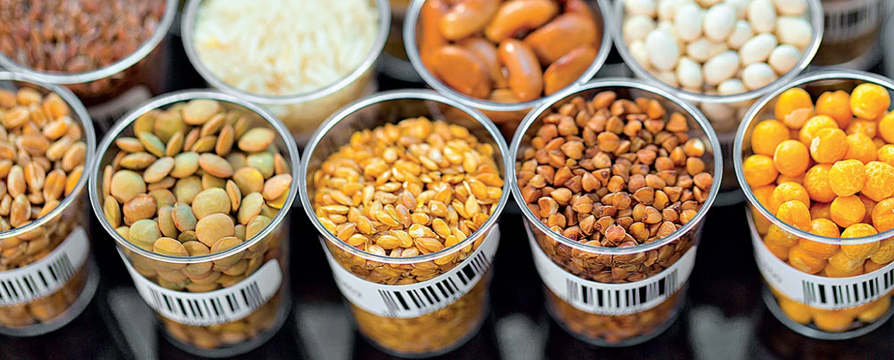 Zdecydowana większość GMO jest odporna na pestycydy lub je produkuje, ale GMO może być używane na wiele różnych sposobów Zdecydowana większość GMO jest odporna na pestycydy lub je produkuje, ale GMO może być używane na wiele różnych sposobów