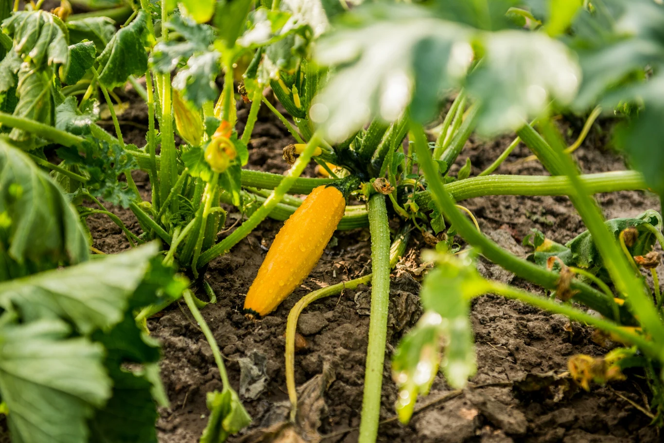 Dlaczego żywność genetycznie modyfikowana wzbudza tyle emocji? Dlaczego żywność genetycznie modyfikowana wzbudza tyle emocji?