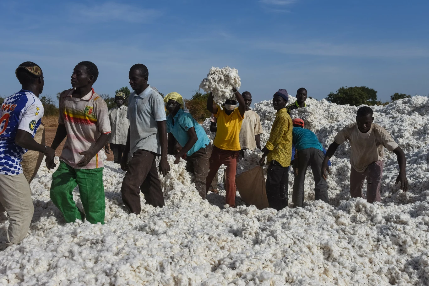 Jednym z najczęściej modyfikowanych gatunków roślin jest bawełna. Na zdjęciu: tegoroczne zbiory bawełny w Mali Jednym z najczęściej modyfikowanych gatunków roślin jest bawełna. Na zdjęciu: tegoroczne zbiory bawełny w Mali