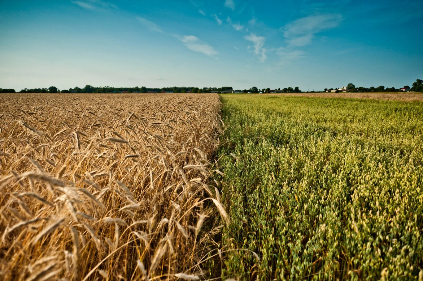 "Istnieje kilka przypadków, w których GMO uratowało cały sektor rolnictwa" "Istnieje kilka przypadków, w których GMO uratowało cały sektor rolnictwa"