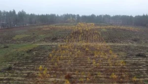 Nowy las w kształcie krzyża