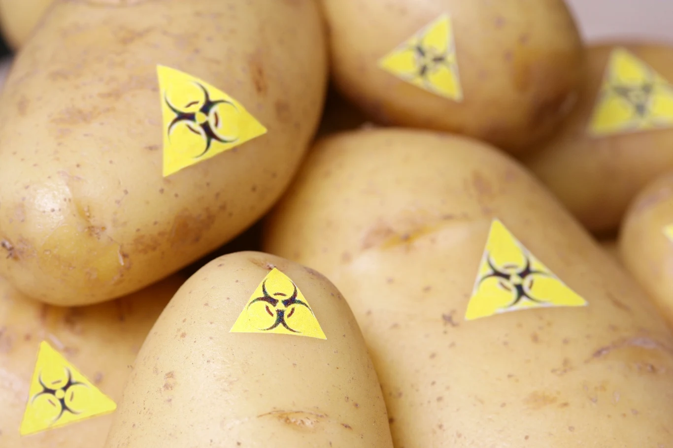 konsumpcja zmodyfikowanych genetycznie organizmów nie jest bardziej niebezpieczna od spożywania organizmów niezmienionych konsumpcja zmodyfikowanych genetycznie organizmów nie jest bardziej niebezpieczna od spożywania organizmów niezmienionych