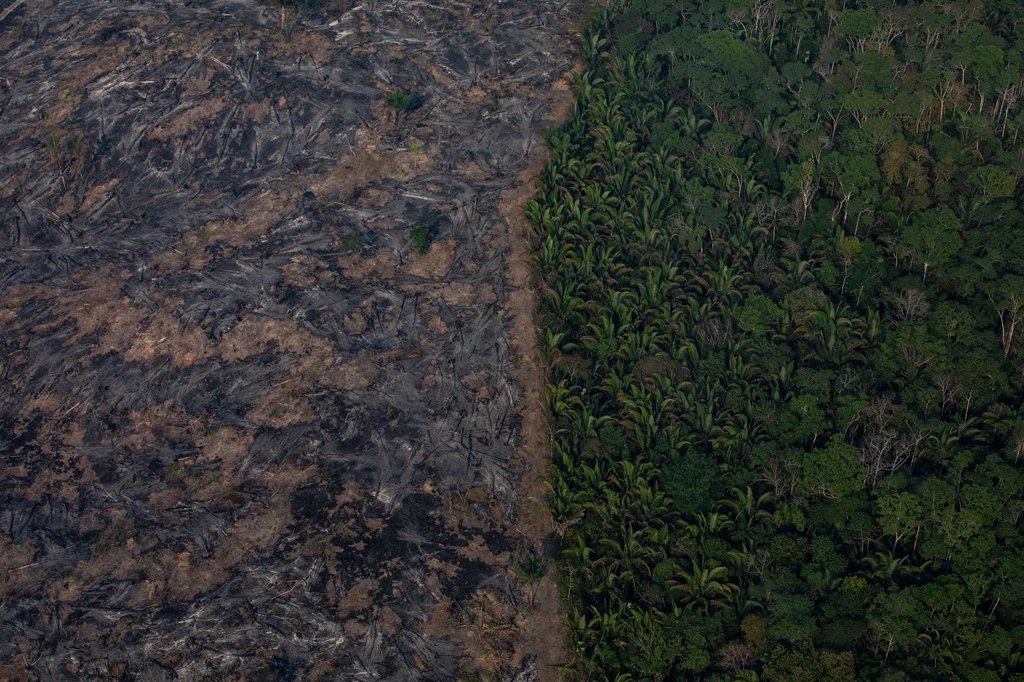 Wylesianie w brazylijskiej Amazonii osiągnęło najwyższy poziom od 12 lat