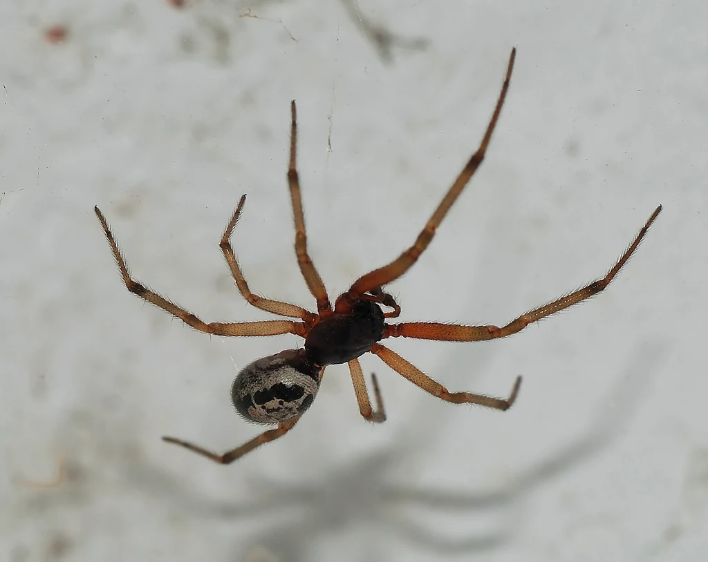 Steatoda nobilis