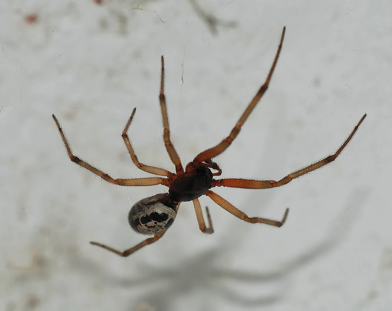 Steatoda nobilis Steatoda nobilis