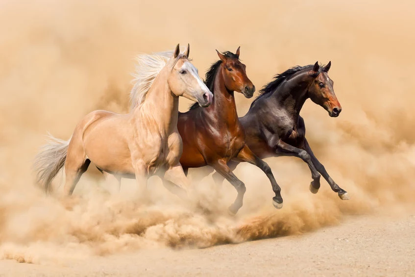 Jak rozróżnić umaszczenie konia? 