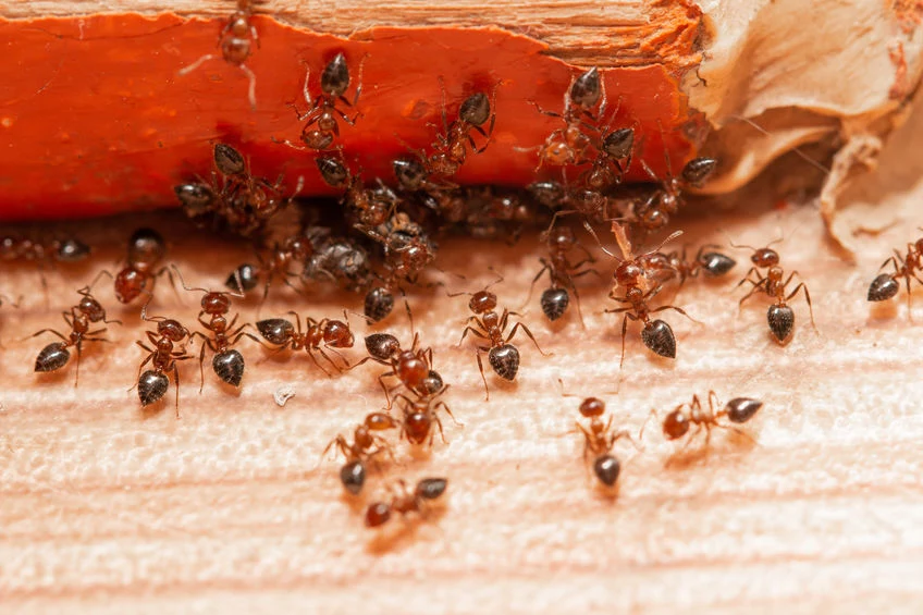 Zwalczanie mrówek w domu