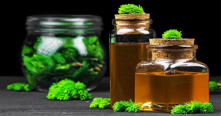 Syrop z pędów sosny Syrop z pędów sosny