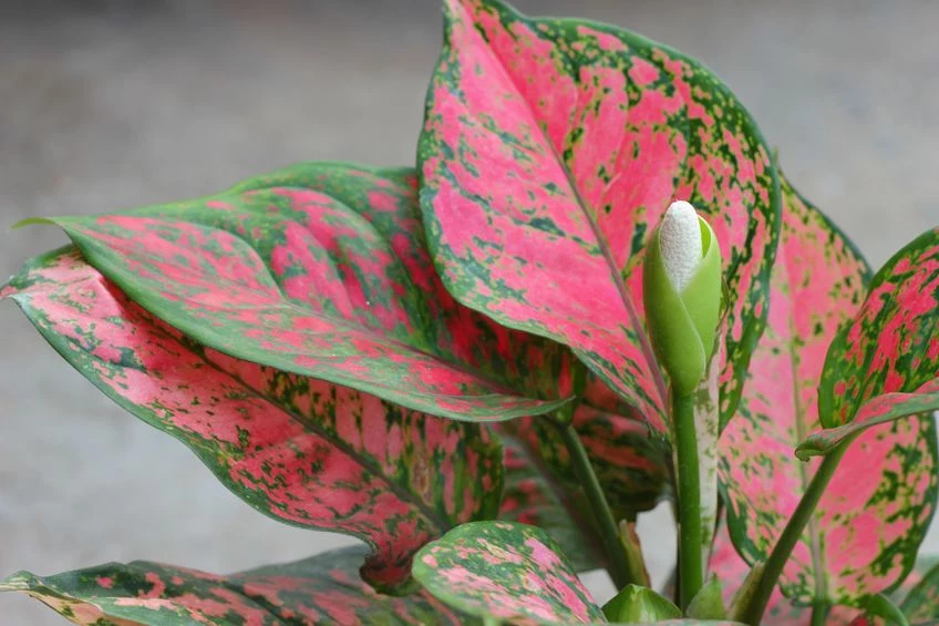 Aglaonema - jedna z wyjątkowych różowych roślin 