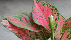 Aglaonema - jedna z wyjątkowych różowych roślin 