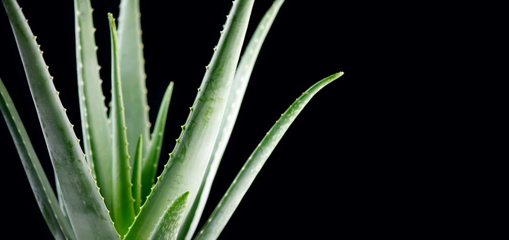 Aloes 