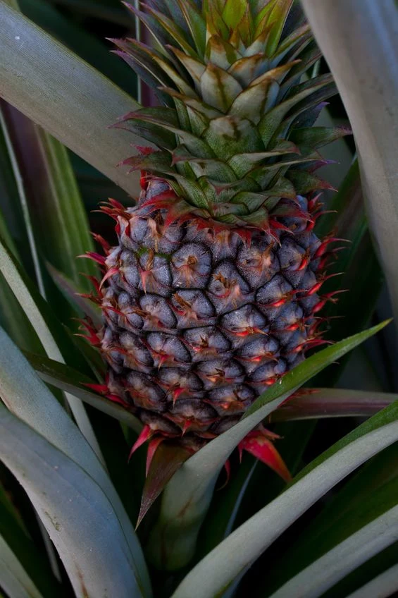 Dojrzewający ananas 