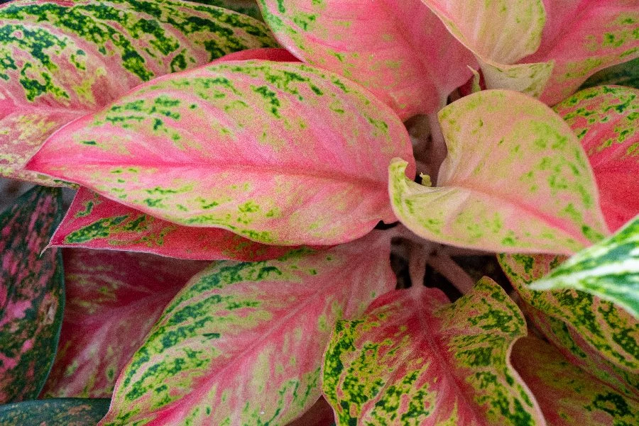 Aglaonema jest wielobarwna 