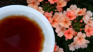Dlaczego warto pić czerwoną herbatę? 