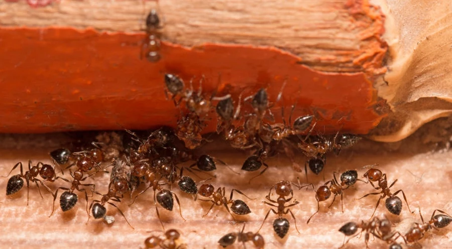 Ocet przepędzi mrówki 