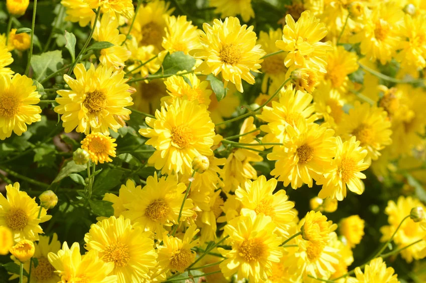 Żółte kwiaty 