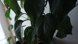 Filodendron szybko rośnie 