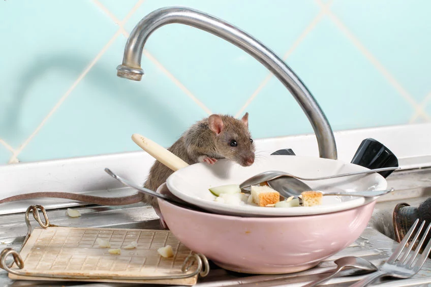Mysz lgnie do jedzenia 