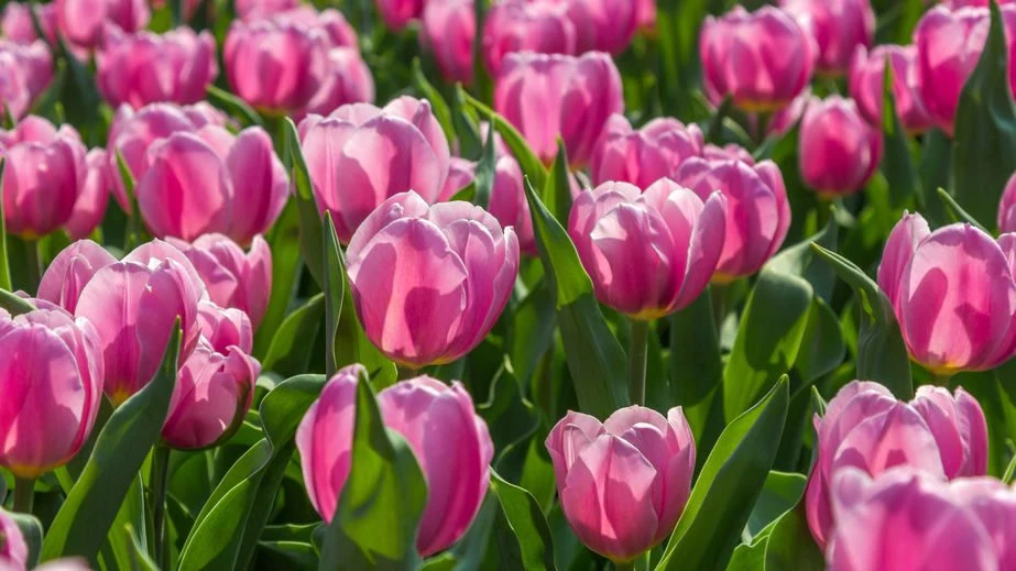  Tulipany czarują barwami 