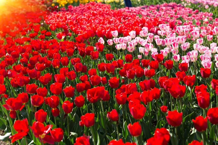 Tulipany przyjmują wiele barw 