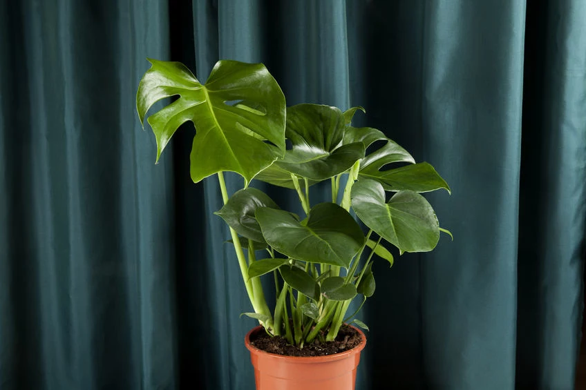 Monstera dziurawa 